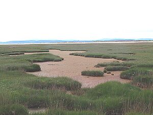 Culbin Salt Marsh - geograph.org.uk - 185128