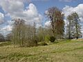 DaneburyRingTrees