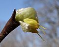 Dirca occidentalis flower detail