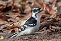 Downy woodpecker in PP (90879)