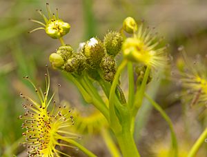 Drosera hookeri flower bud detail