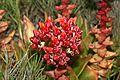 Dudleya palmeri (Palmer's Live Forever) - Flickr - S. Rae