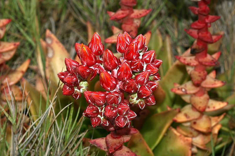 Dudleya palmeri (Palmer's Live Forever) - Flickr - S. Rae