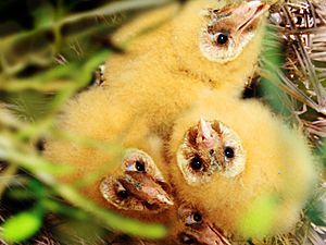 Eastern Grass Owl (immature)