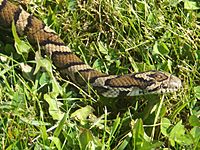 Eastern Milk Snake (9273329716)