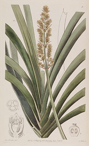 Edwards's botanical register (Plate 3) (7949423262).jpg