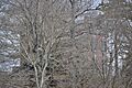 Elm Hill through the trees