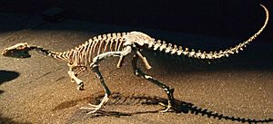 Eoraptor Japan