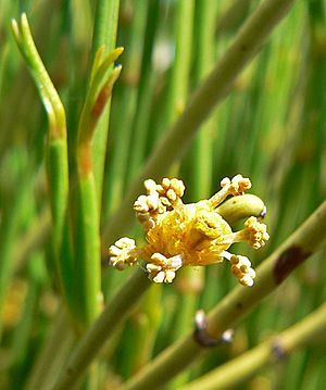 Ephedra viridis 3.jpg