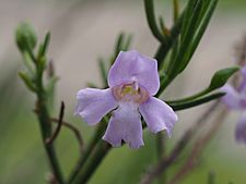 Eremophila drummondii (flower detail)
