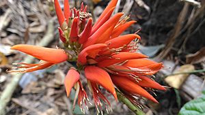 Erythrina indica flower