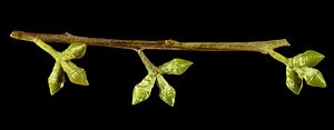 Eucalyptus alligatrix buds