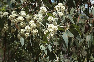 Eucalyptus carnea flowers