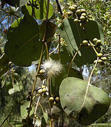 Eucalyptus platyphylla foliage and flowers