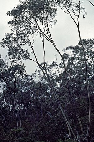 Eucalyptus saxatilis habit.jpg