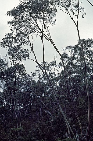 Eucalyptus saxatilis habit