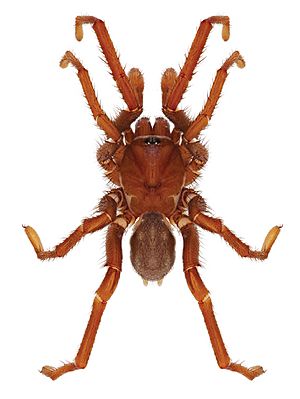 Eucteniza cabowabo male holotype