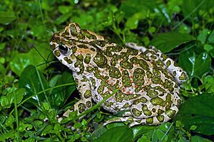 European Green Toad