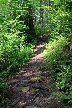 Evergreen Trail at Ricketts Glen State Park (2)