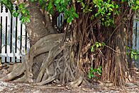 Ficus Tree