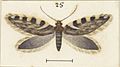 Fig 25 MA I437900 TePapa Plate-XXXIX-The-butterflies full (cropped)