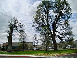 The five oaks that gave West Union its name