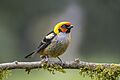 Flame-faced tanager (Tangara parzudakii parzudakii) Cundinamarca