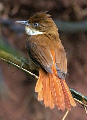 Flickr - Dario Sanches - BARRANQUEIRO-DE-OLHO-BRANCO (Automolus leucophthalmus).jpg