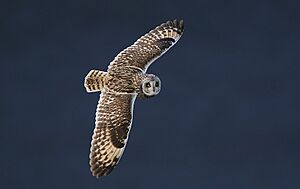 Flickr - Rainbirder - Short-eared Owl (Asio flammeus) (1)