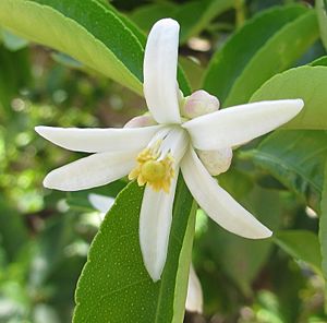 Flower of Citrus jambhiri (8350037018).jpg