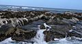 Fur Seals on Duiker Island