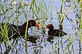 A Gallinule with its chick on a lake in central Florida. Taken by H. Blair. Howell