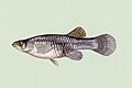 Gambusia affinis 01