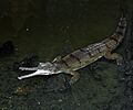 Gavial-du-gange