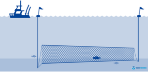 Gillnet illustration