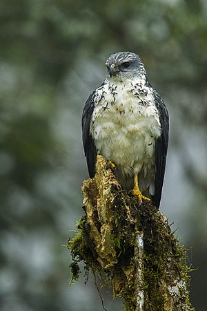 Gray-backed Hawk - South-Ecuador S4E8637 (15478568822)