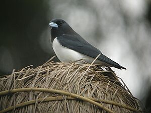 Great Woodswallow.jpg