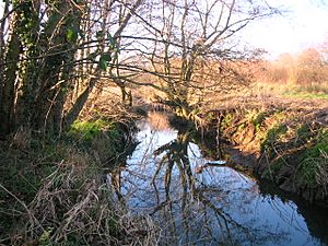 Haslingbourne Stream at Haines