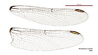 Hemigomphus gouldii male wings (34248947823)