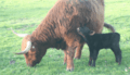Highland Cow with Newborn Calf