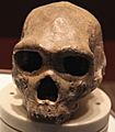 Homo heidelbergenesis skull - front - Smithsonian Museum of Natural History - 2012-05-17