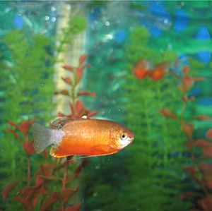 Honey gourami red variant