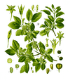 Illustration of Rhamnus catharticus 63-cropped.png