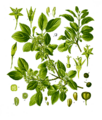 Illustration of Rhamnus catharticus 63-cropped
