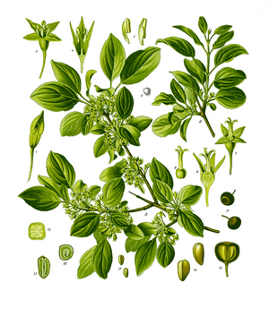 Illustration of Rhamnus catharticus 63-cropped.png