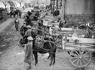 Indian mule transport company parade in France 1940