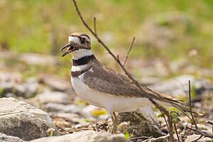 Killdeer (Charadrius vociferus) (25717030510)