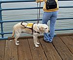 "A labrador retriever in service as a guide dog"