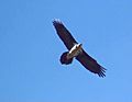 Lammergeier or Bearded Vulture, Gypaetus barbatus. In flight