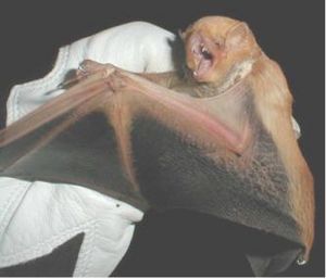 The image depicts a captured desert red bat